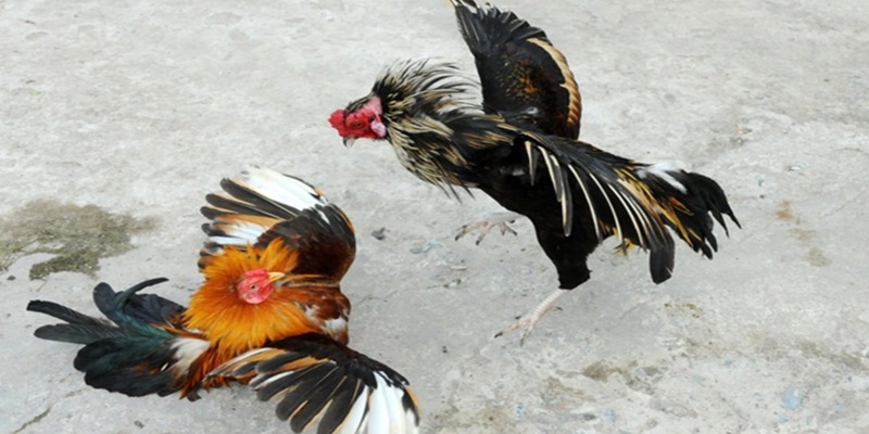Khám phá các giống chọi kê đẳng cấp tại các khu vực miền Tây