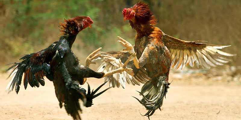 Cách chăm sóc tướng gà chọi thần kê bất bại